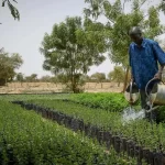 AES : Bamako bientôt au cœur de la souveraineté alimentaire sahélienne